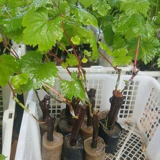 Bibit Apel Ungu 1Bram Spy Tumbuh MD-