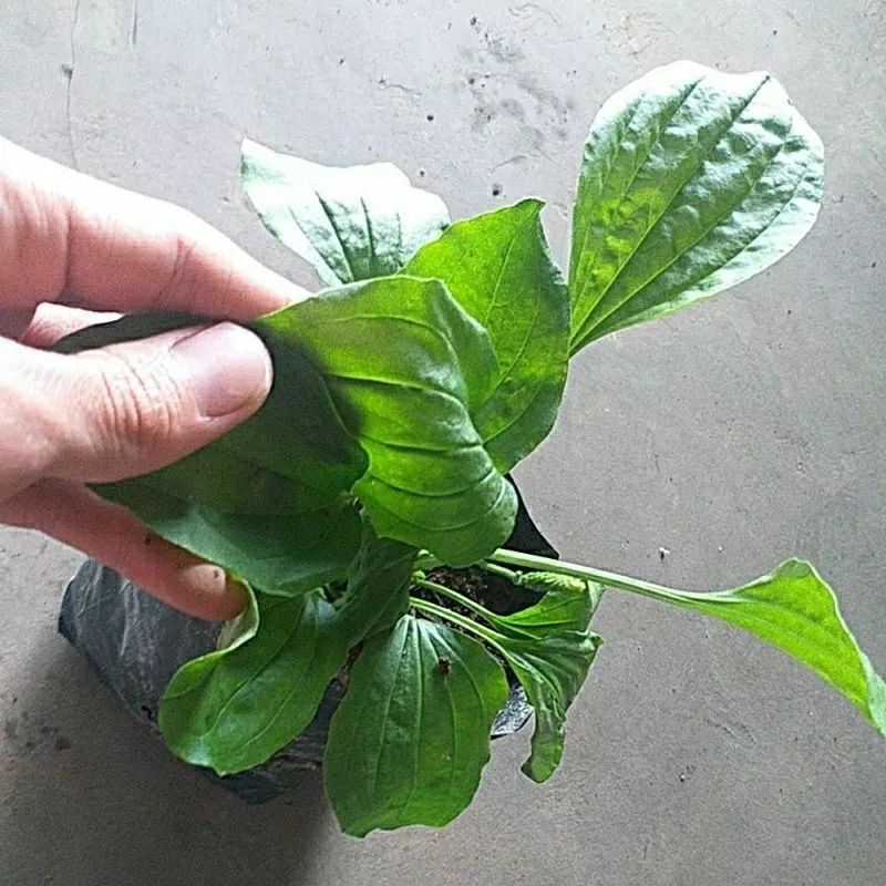 DIARY PETANI - Tanaman Kiurat Daun Sendok Hidup