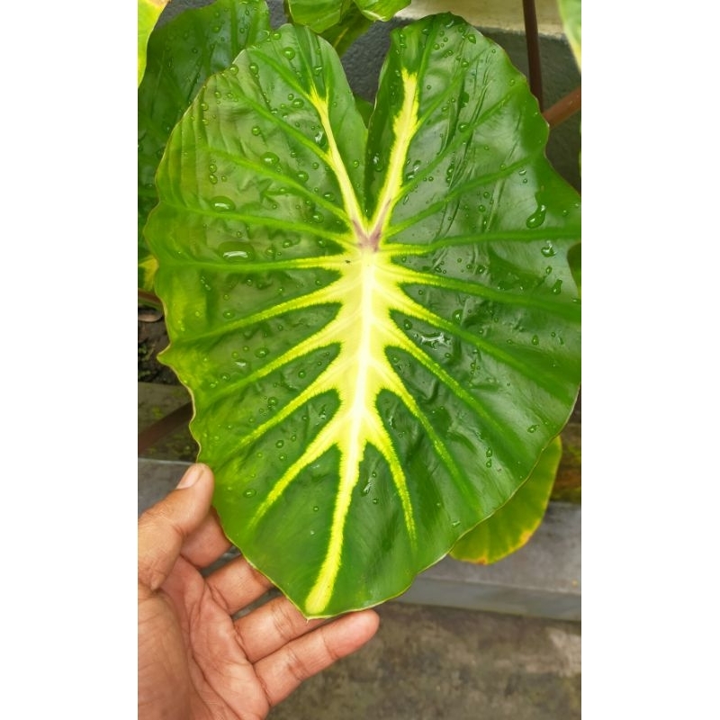 colocasia white lava