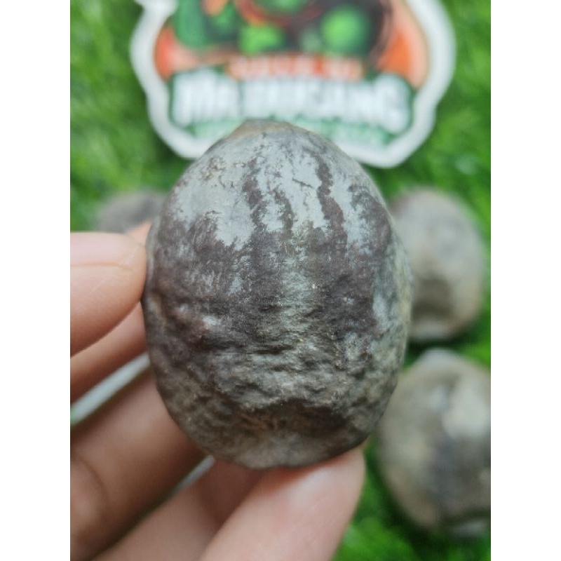 MUNCANG ADU JAYANTI BANDOT ORIGINAL