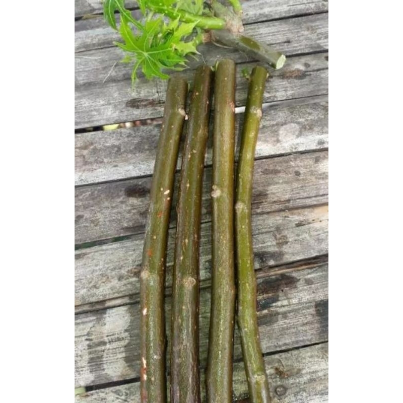 

Cutting batang pepaya jepang