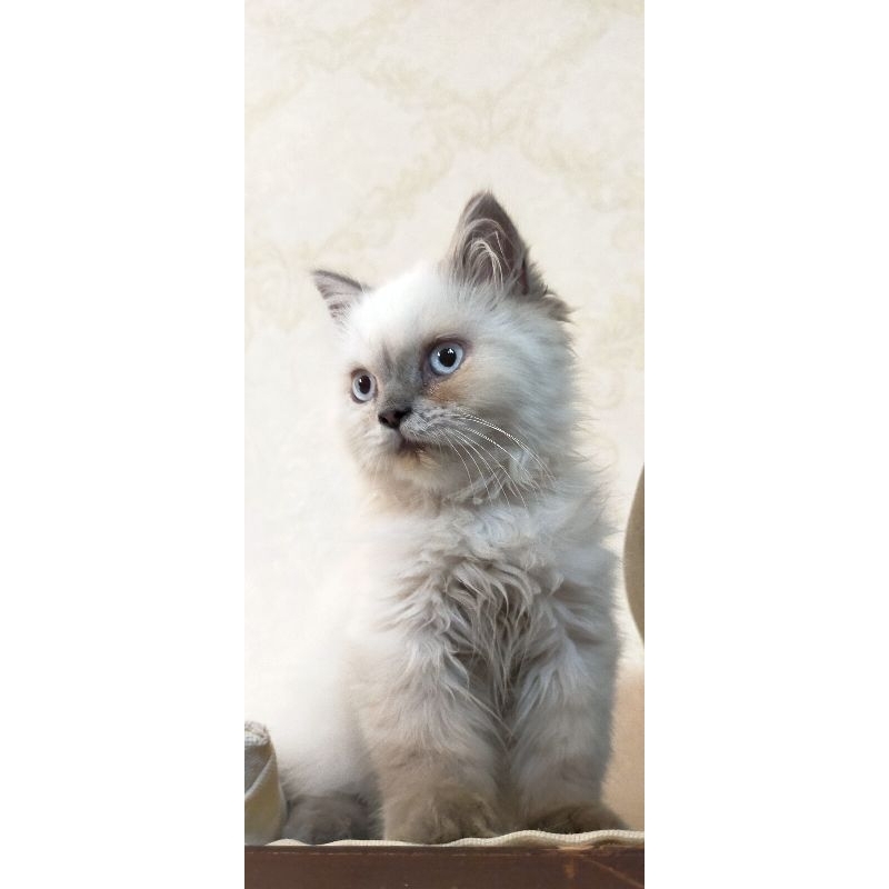 kucing anggora kucing himalaya kucing mata biru blue eyes kucing persia kucing bulu tebal kucing bulu lembut kucing lucu kucing bulu putih kucing putih kucing abu abu