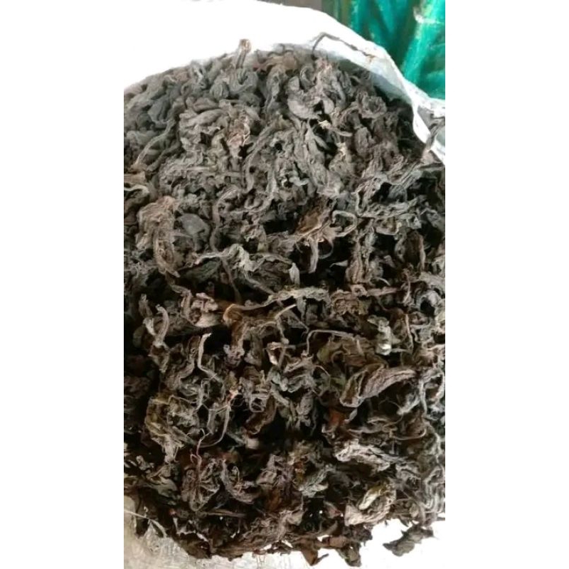 

⭐️⭐️⭐️⭐️⭐️ daun dewa kering 100 gram