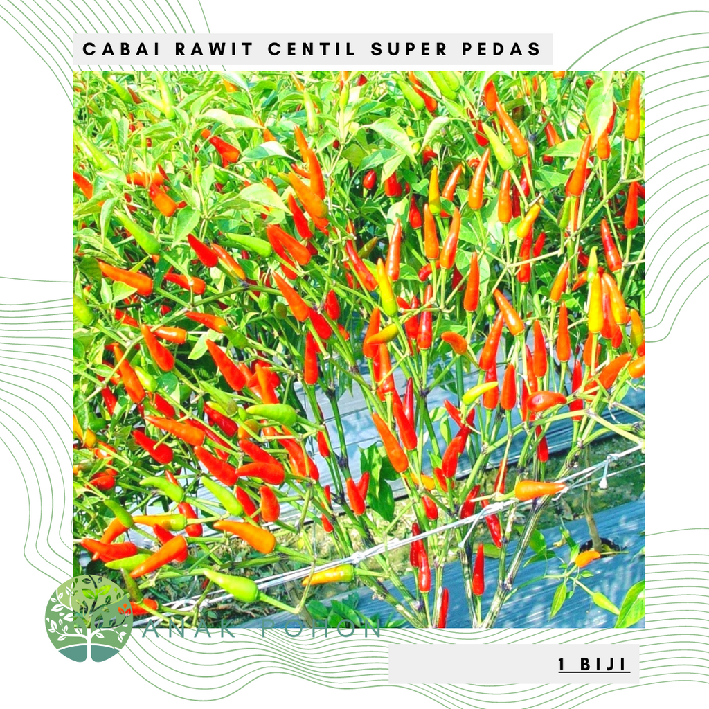 Benih Bibit Biji - Cabai Rawit Centil Unggul Hibrida F1 Tipe Tegak Lebat &amp; Sangat Pedas Seeds