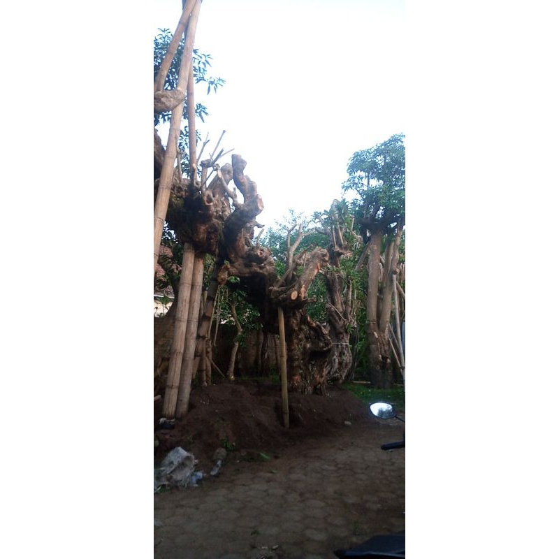 pohon kamboja fosil besar