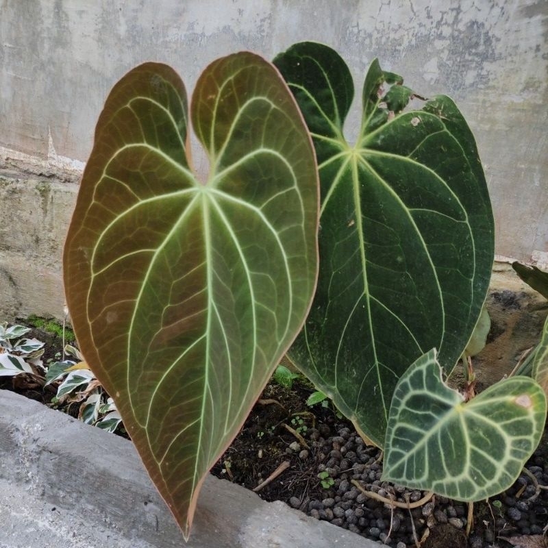 Kuping Gajah Magnificum Norte