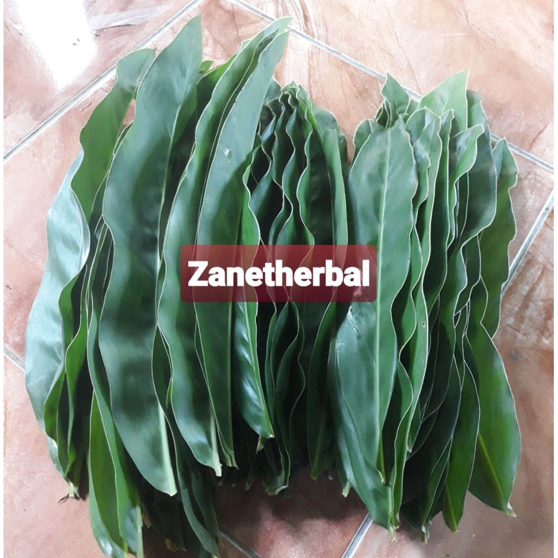 

Daun lengkuas merah daun laos merah 25 lembar-az