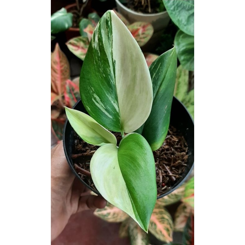 Scindapsus Treubii Moonlight Varigata