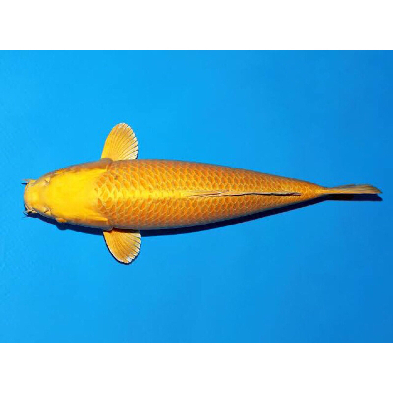 PROMO PAKET 3 EKOR KOI OGON