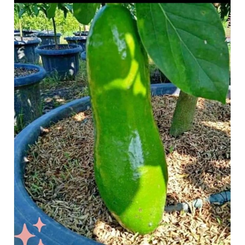 Bibit Alpukat subang/alpukat kelud tinggi MAX 1 meter