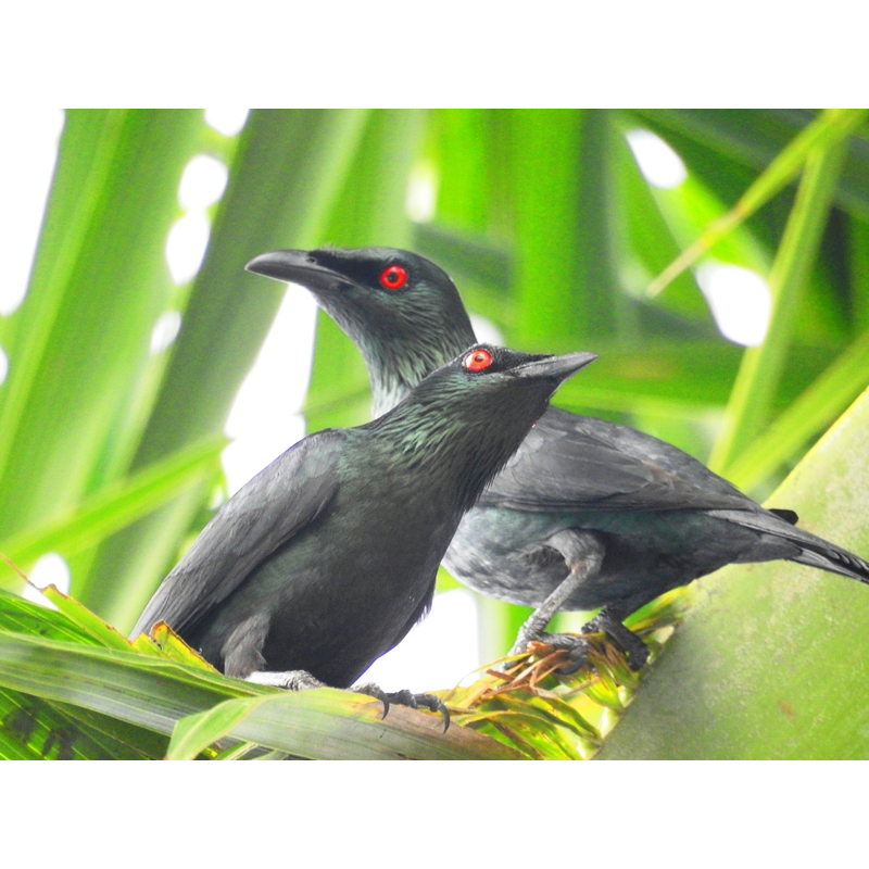 Cucak keling purtotal