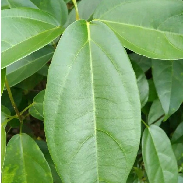 

Daun cincau perdu