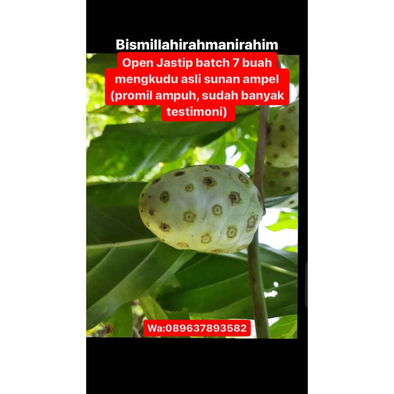 mengkudu asli sunan ampel promil ampuh