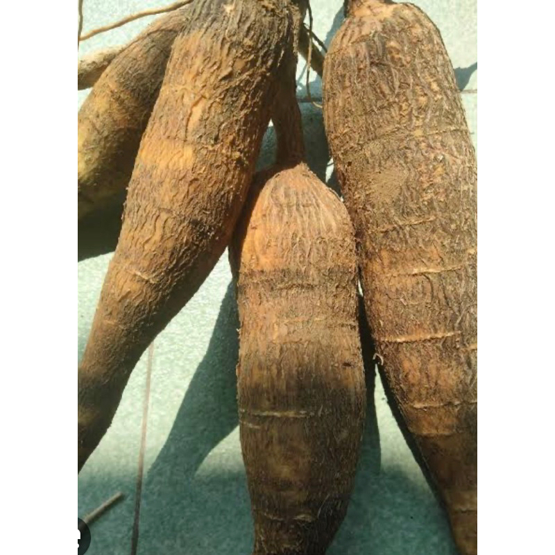 

Singkong sapi kuru singkong racun segar 500 gram-az