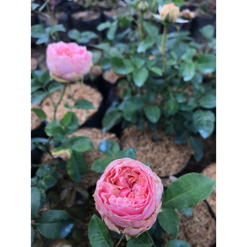 Mawar Import Charming Piano