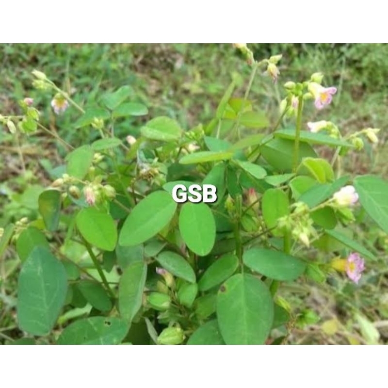 

Daun belimbing tanah segar daun calincing 200 gram