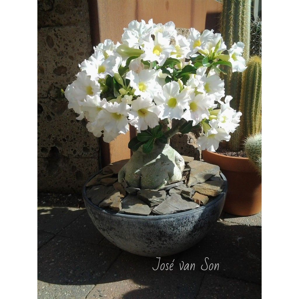 Adenium bunga tumpuk bunga putih-tanaman hidup