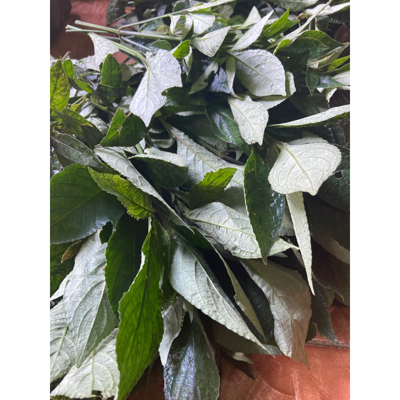 

Daun keji beling daun pecah beling segar 1 kg-az