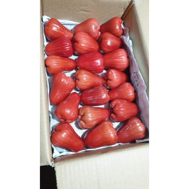 

Jambu Air Thongsamsi Berat 1 Kg (Pengiriman Medan)