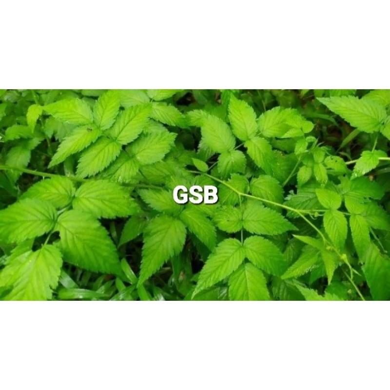 

Daun raspberry segar daun arbei 300 gram