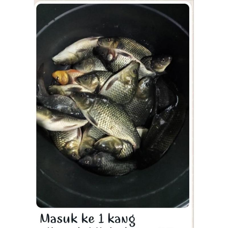 Essen Ikan mas Mancing Harian Kilo Gebrus Target Babon, Rame