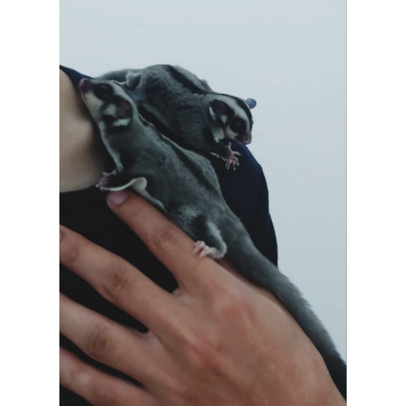 Sugarglider Classic Grey joey  2bulan