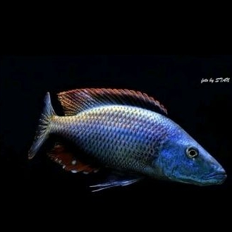 cichlid jendral dimidiochromis compressiceps ±3cm