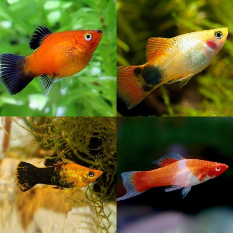 Ikan Hias Platy / Ikan Platy - Ikan hias air tawar