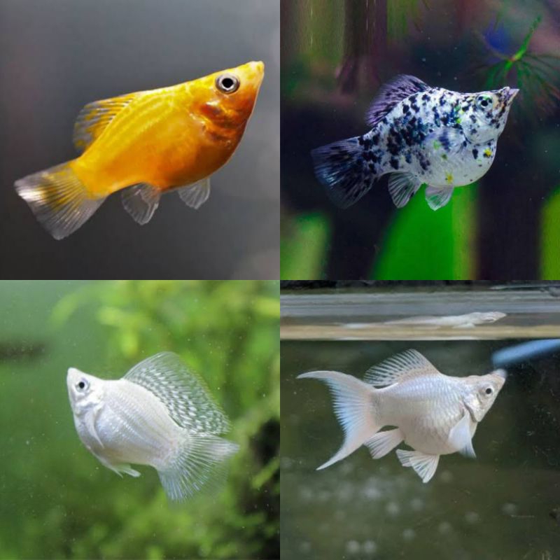 Ikan Hias Molly / Ikan Molly - Ikan Hias Aquascape