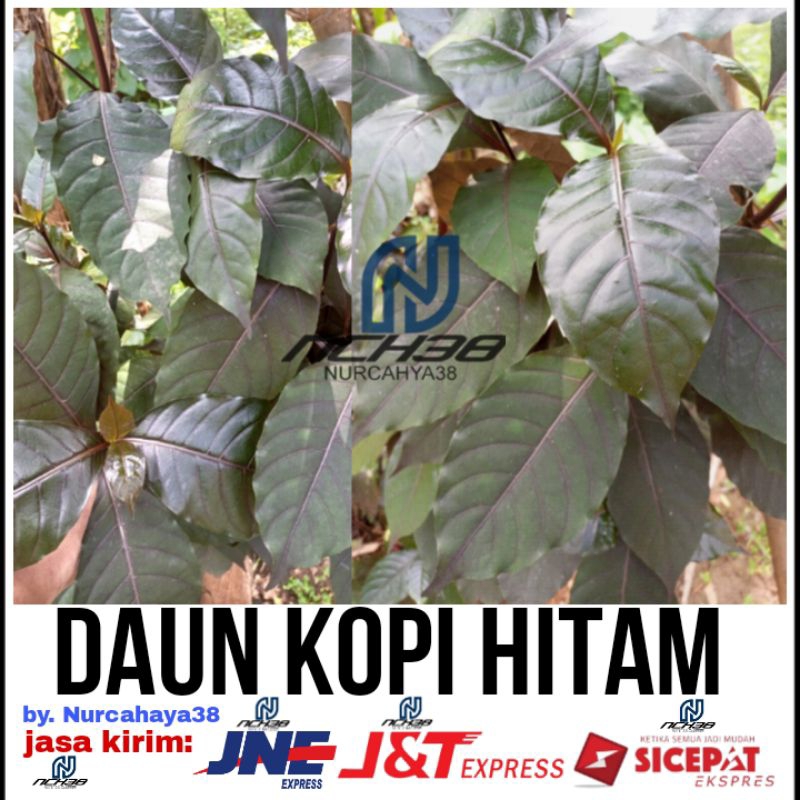 

Daun kopi hitam herbal