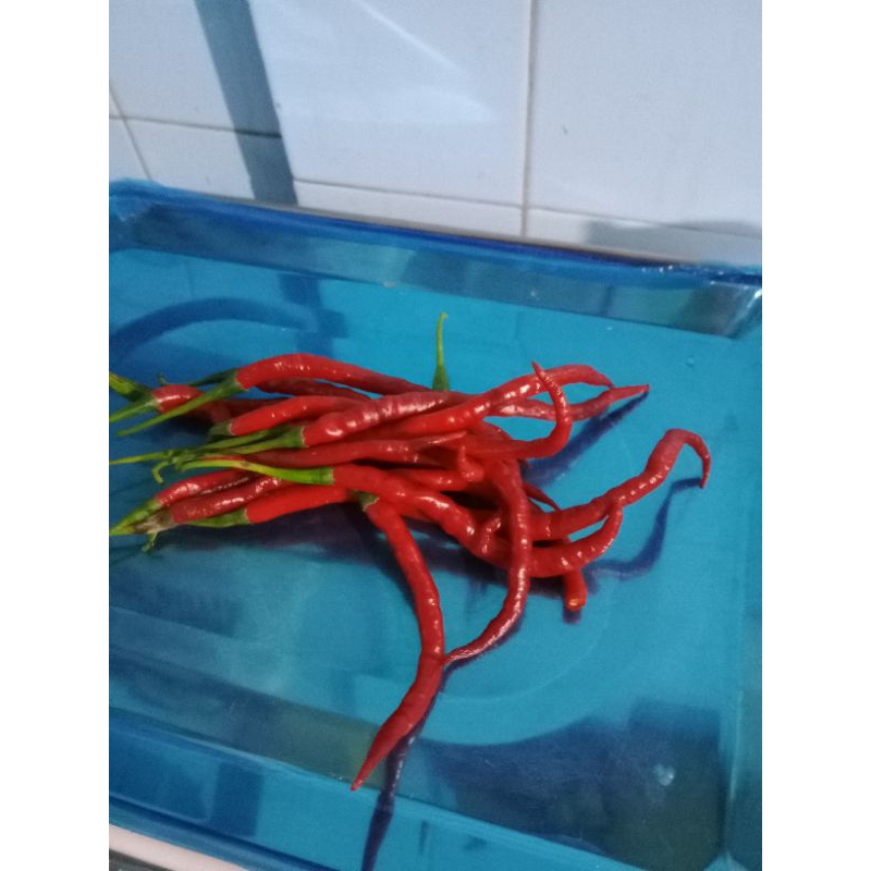 

Cabe Merah Keriting Bukittinggi 100 gram - 250 gram