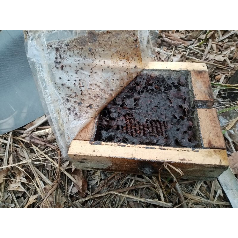 Propolis Mentah Trigona Itama 1Kg Murni 100% dari Sarang Hutan Kalimantan