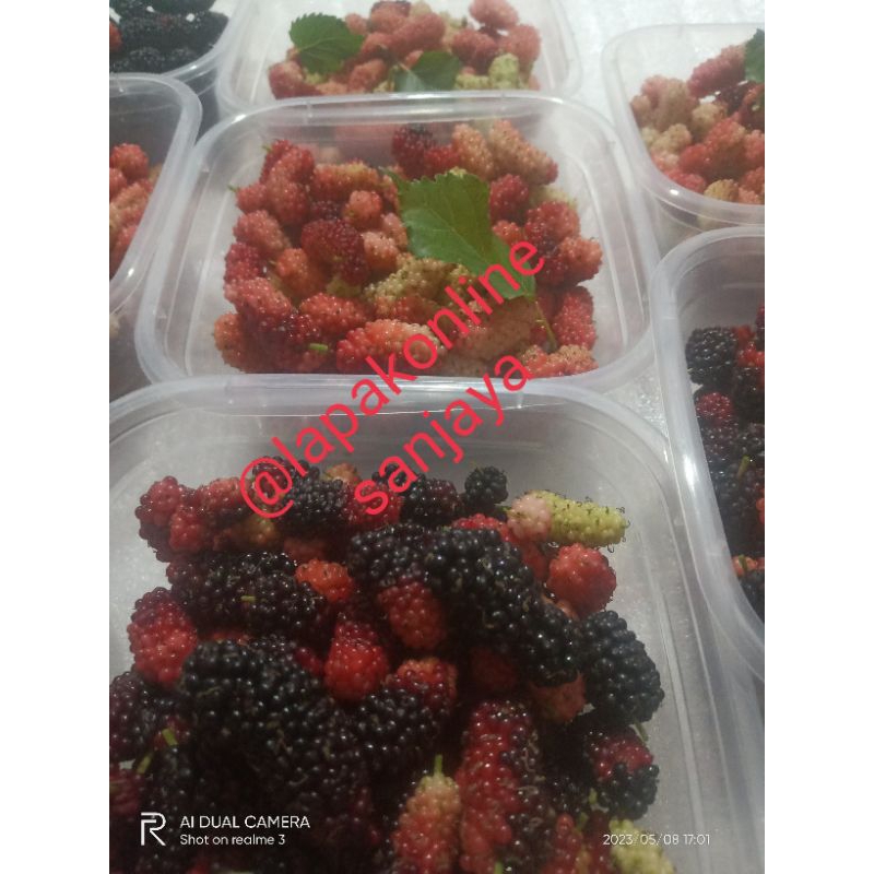 

Mulberry Segar Petik Pagi Siang kirimkan