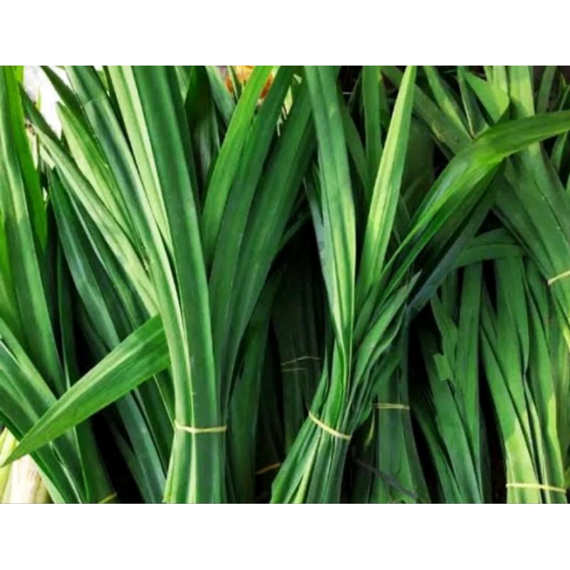 

daun/helai pandan wangi fresh (perpack)