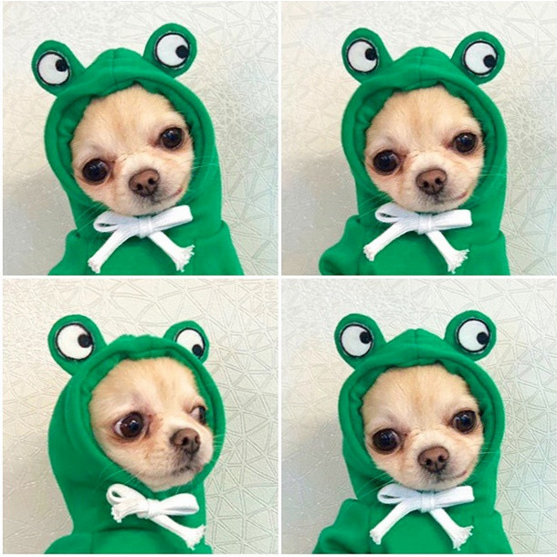 Baju anjing dan baju kucing baju hewan sweater hoodie frog rusa telinga untuk hewan lucu