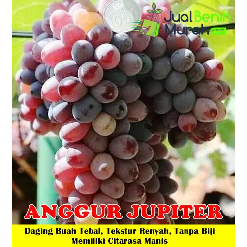 bibit anggur jupiter berbunga