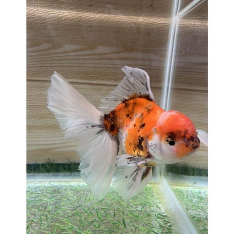 koki Oranda Calico Thailand Rose tail