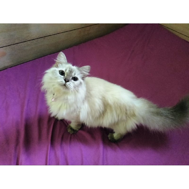 Kucing Himalaya bluepoint