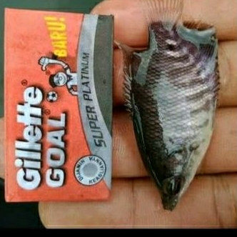 gurame soang isi 10 ukuran silet cepat besar