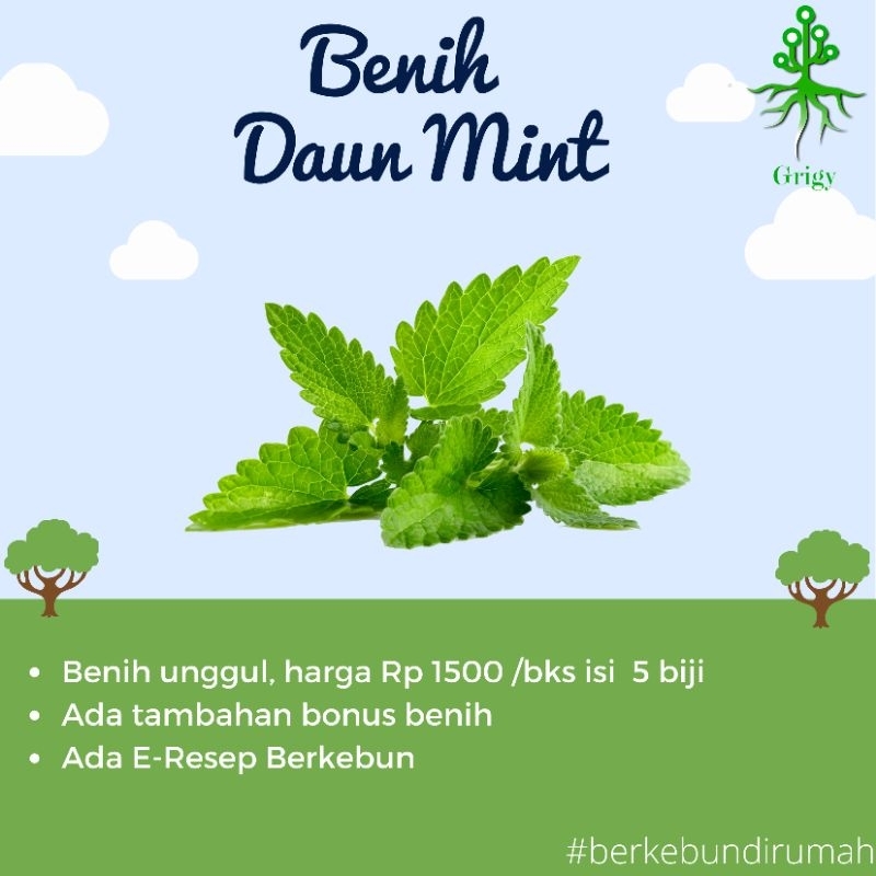 BENIH DAUN MINT,BIBIT PEPPERMINT , BIJI DAUN MINT