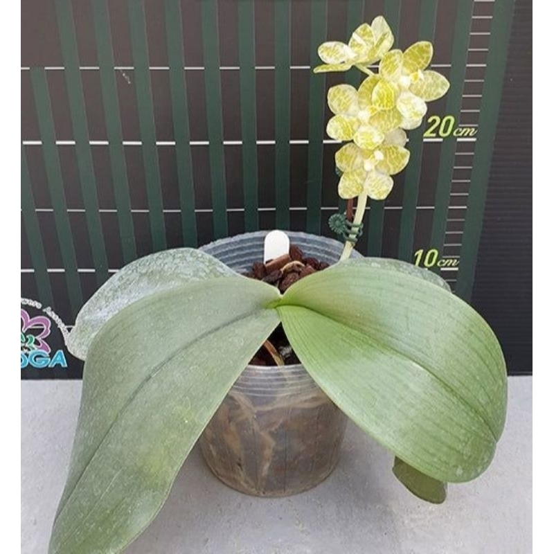 Phalaenopsis Gigantea ( Gigantea Var. Albata )