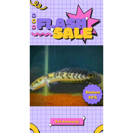 Channa Maru Yellow Sentarum 12-13 CM