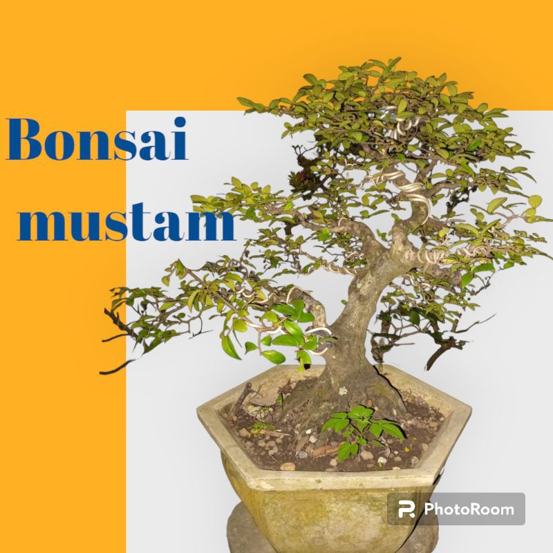 BONSAI MUSTAM MEDIUM