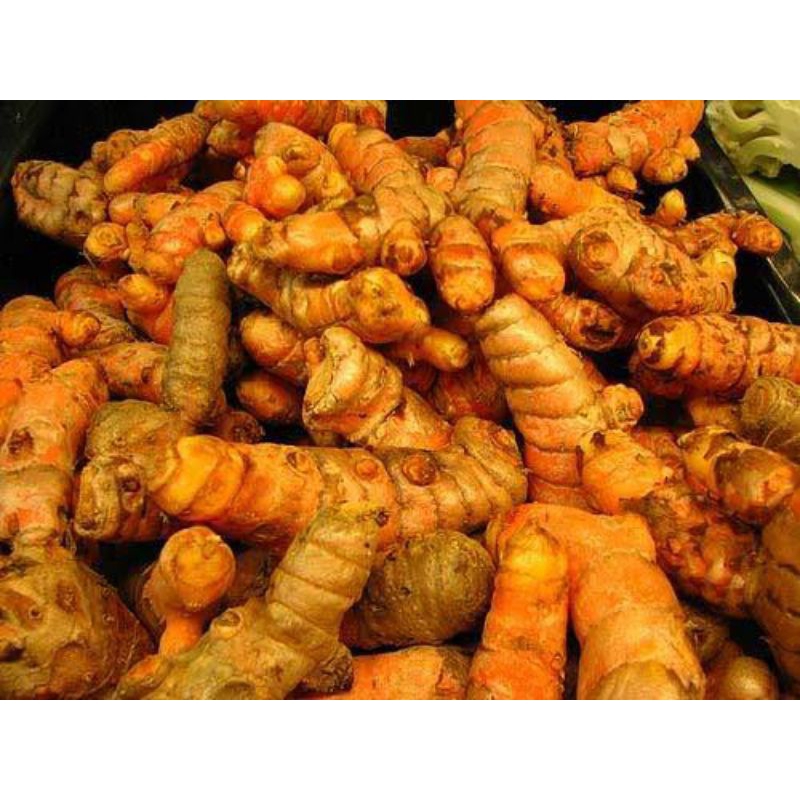 

KUNYIT SEGAR PETANI TERMURAH