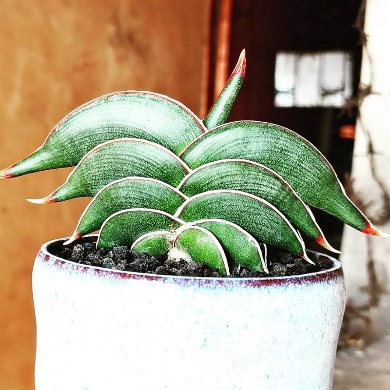 Sansevieria Rorida mini