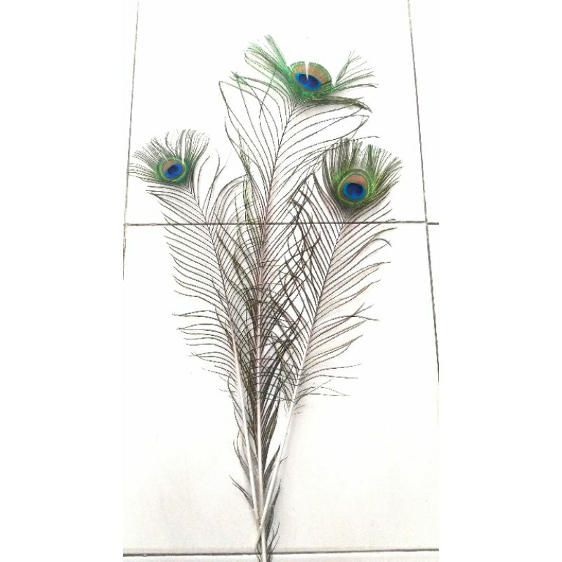 Bulu Merak Asli Hiasan Dinding Hiasan Asli