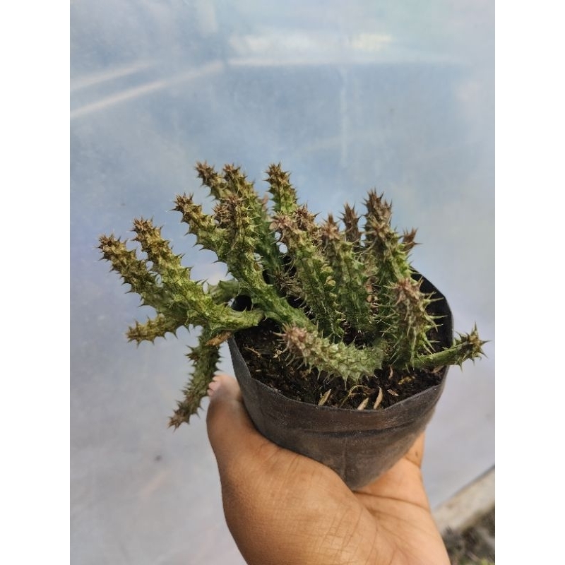 Sukulen unik / sukulen gantung