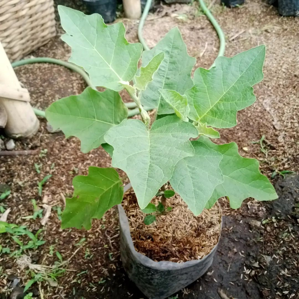 Bibit Tanaman Terong Ungu / Sayur Terong Ungu