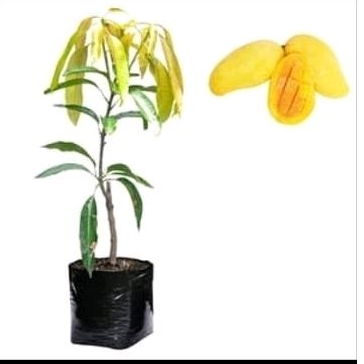 Bibit mangga chokanan asli