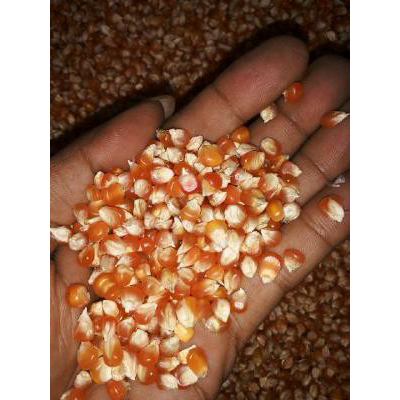 jagung kristal 1 kilo bulat kecil pakan burung merpati ayam